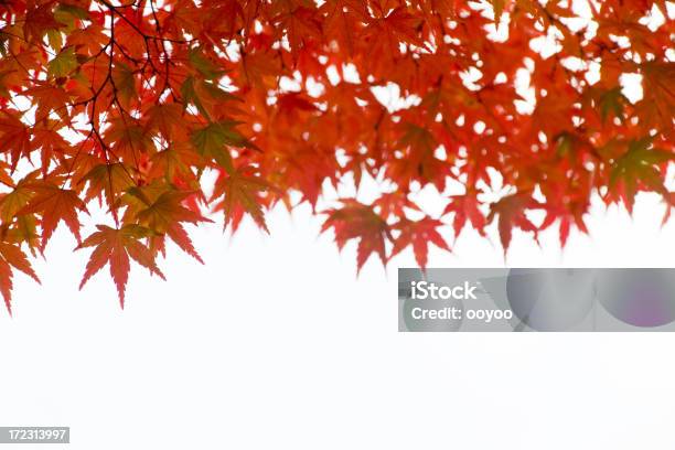 Orange Leaves Stock Photo - Download Image Now - Autumn, Branch - Plant Part, Bright