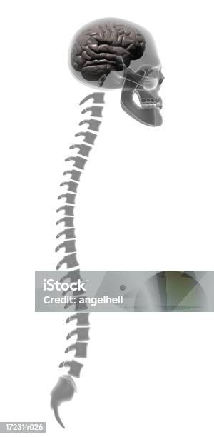 Xray De Una Cabeza Humana Cerebro Y Cráneo La Columna Vertebral Foto de stock y más banco de imágenes de Cauda Equina