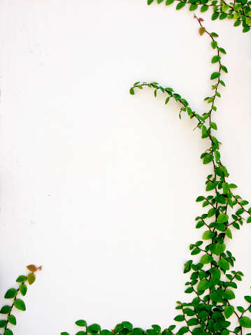 Ivy growing up a white wall, with lots of copyspace for your words or images.