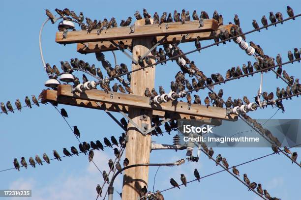 La Folla - Fotografie stock e altre immagini di Ambientazione esterna - Ambientazione esterna, Animale, Animale selvatico