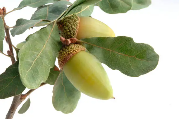 Oak Branch with Acorns on White.