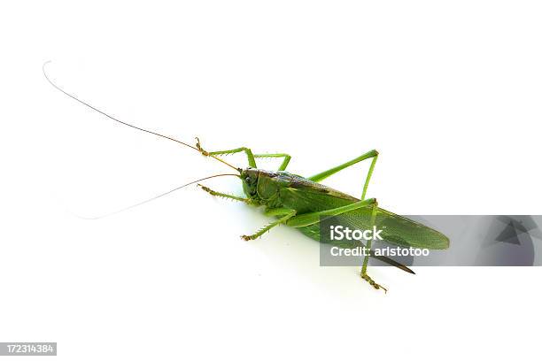 Saltamontes Foto de stock y más banco de imágenes de Animal - Animal, Antena - Parte del cuerpo animal, Blanco - Color