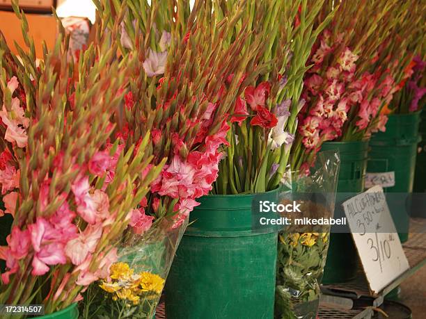 Gladioli - Fotografie stock e altre immagini di Composizione orizzontale - Composizione orizzontale, Fiore, Fotografia - Immagine