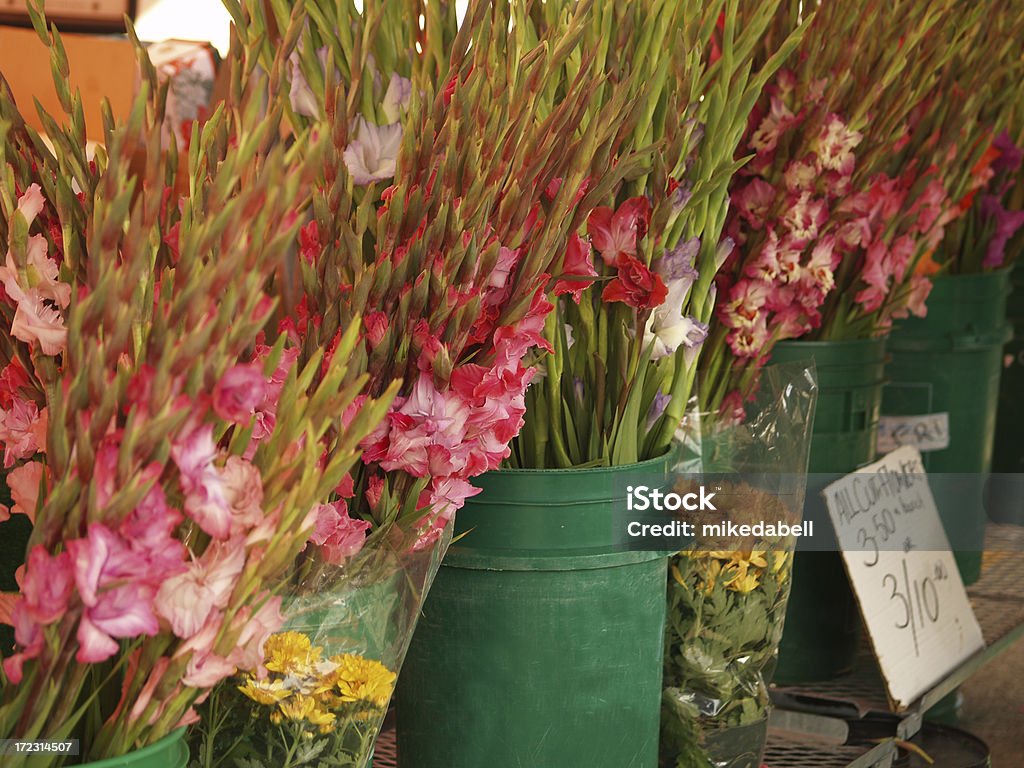 Gladioli - Foto de stock de Balde royalty-free