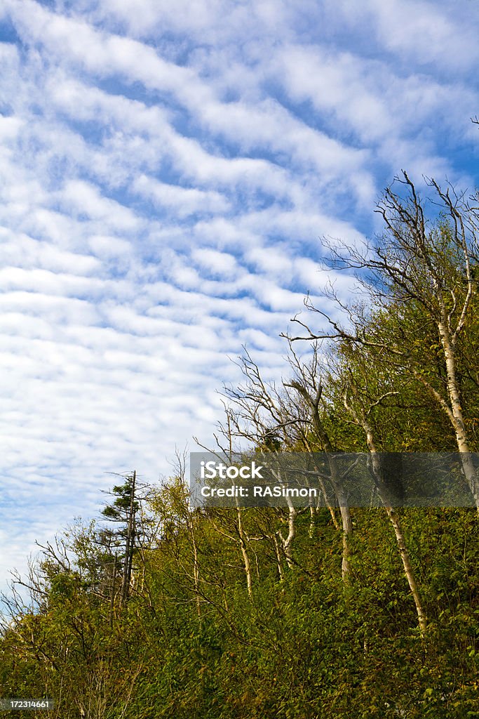 Forêt et Sky (Vertical - Photo de Arbre libre de droits