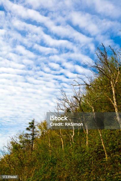 Photo libre de droit de Forêt Et Sky Vertical banque d'images et plus d'images libres de droit de Arbre - Arbre, Automne, Beauté