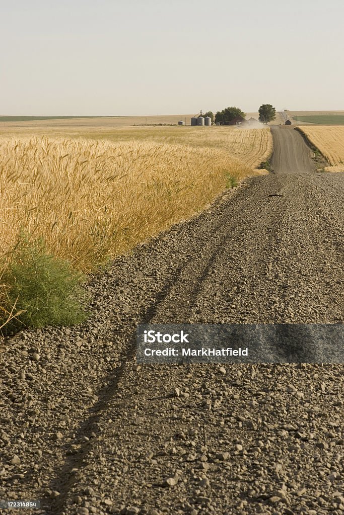 小麦のフィールド道路から - からっぽのロイヤリティフリーストックフォト