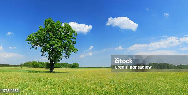 Foto de Campo Verde Paisagem e mais fotos de stock de Agricultura - Agricultura, Ajardinado, Azul