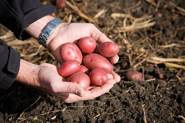 красный картофель в исполнение - red potato raw potato field human hand стоковые фото и изображения