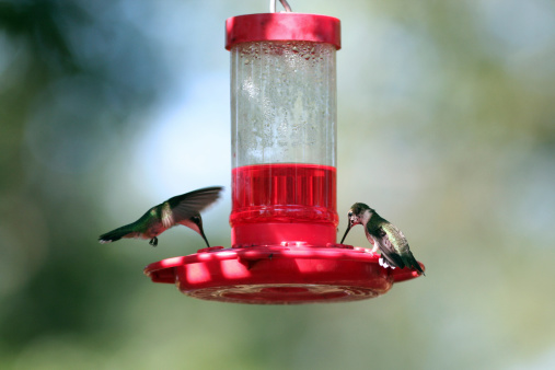 two hummingbirds drinking from a nectar feedermore hummingbirds