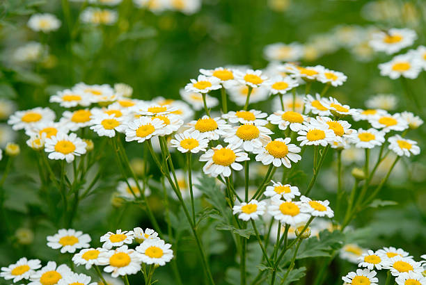 camomilla - chamomile foto e immagini stock