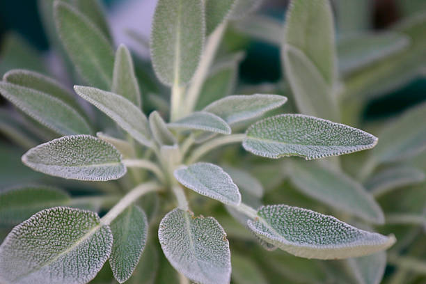 istock soft gray-green sage plant leaves 172315345