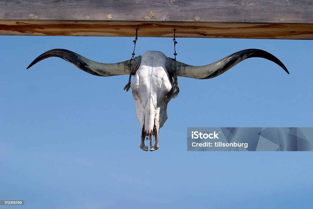 Crâne de buffle - Photo de Vache du Texas libre de droits