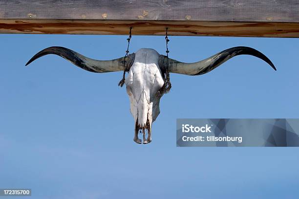 Photo libre de droit de Crâne De Buffle banque d'images et plus d'images libres de droit de Vache du Texas - Vache du Texas, Animaux domestiques, Arc - Élément architectural