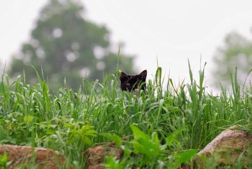 cat hiding in grass