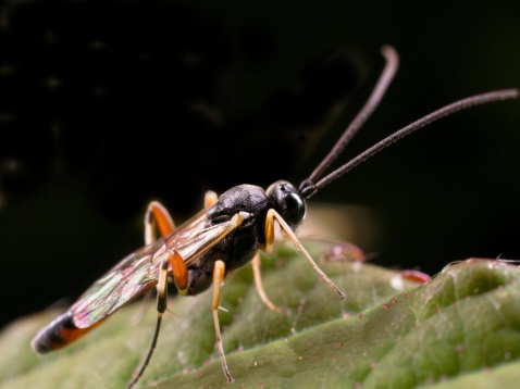 Tiny Ichneumon Wasp