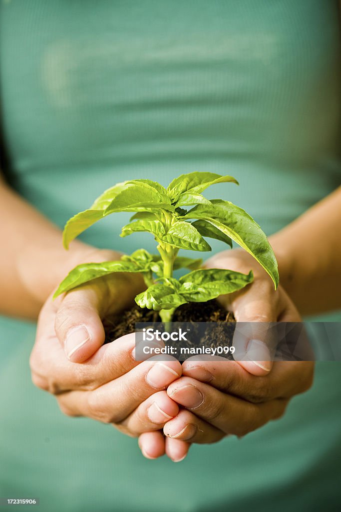 O crescimento de plantas de manjericão - Foto de stock de Adulto royalty-free