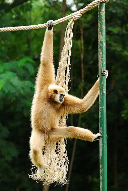 Image of gibbon in a zoo.