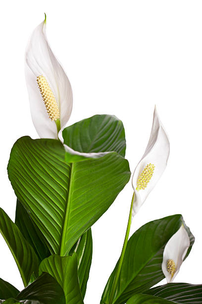 A clean, elegant close-up features the striking white flower and characteristic large green leaf of a Spathiphyllum (Peace Lily) houseplant. The fresh bloom and foliage are sharply isolated against a pure white background, emphasizing the plant's pristine color and texture. This minimalist composition is an ideal symbol for interior decor, tranquility, and the concepts of air purification and wellness provided by indoor greenery.