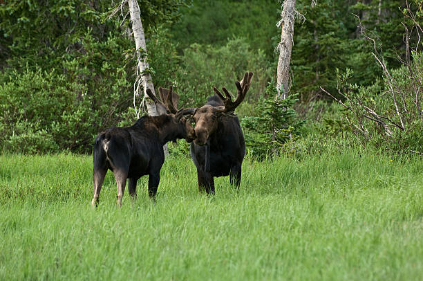 Moose Greeting "A young cow moose tentatively moves to touch noses with a large, older bull moose. The bull chased her off immediately after she touched him." cow moose stock pictures, royalty-free photos & images