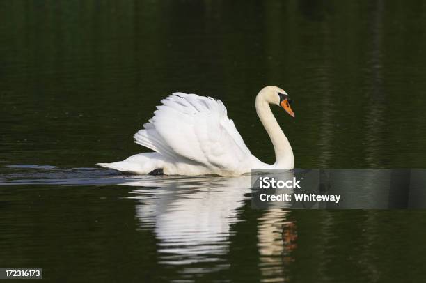 Bianco Cigno Sfondo Scuro Riflesso - Fotografie stock e altre immagini di Acqua - Acqua, Aggressione, Ambientazione esterna