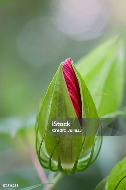 Rose Brotamento - Fotografias de stock e mais imagens de Abrir - Abrir, Flor, Botão - Estágio de flora