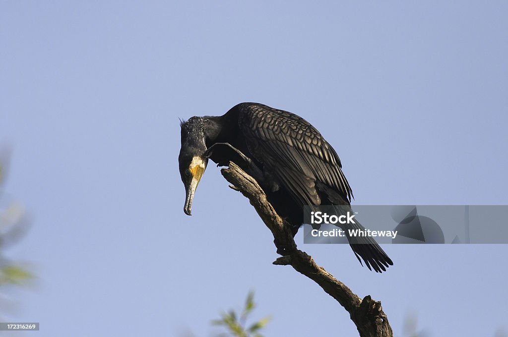 Cormorão Phalocrocorax carbo furto a zero - Foto de stock de Ave Aquática royalty-free