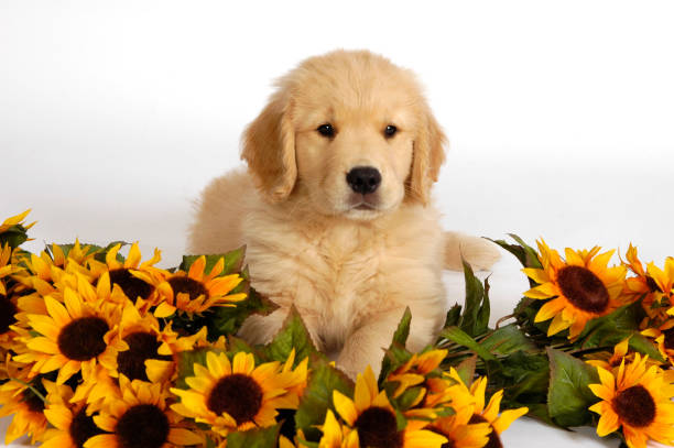 A Golden Retriever puppy sits in Sunflowers in a studio shot