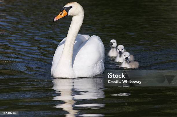 Tranquillo Cigno Reale Cygnus Color Madre Con Cygnets - Fotografie stock e altre immagini di Acqua