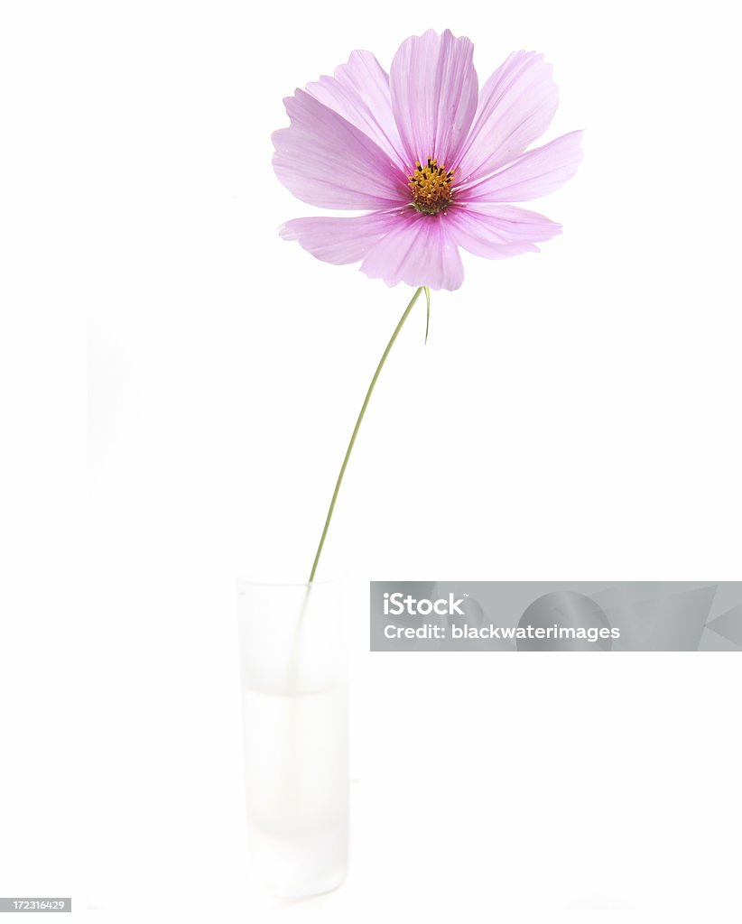 Uma flor - Royalty-free Caule de planta Foto de stock