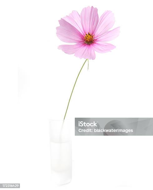 Uma Flor - Fotografias de stock e mais imagens de Caule de planta - Caule de planta, Figura para recortar, Flor