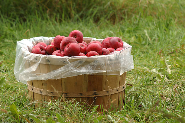 bushel di mele - bushel foto e immagini stock