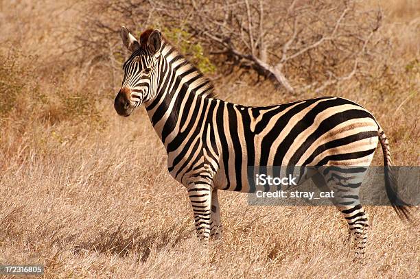 Cebra En Grassland Foto de stock y más banco de imágenes de Alerta - Alerta, Animal, Animales de Safari
