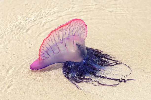 Photo of Portuguese man of war washed up on beach