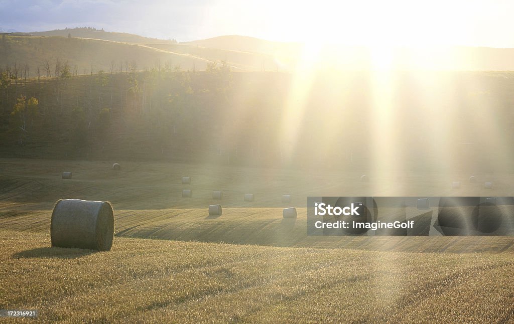 Сено поле с лучи солнца - Стоковые фото Альберта роялти-фри