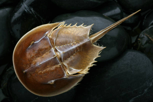 An Atlantic horseshoe crab (Limulus polyphemus) found on a Cape Cod beach.  The eggs of this creature are an important food source for seabirds as well as in medicines.