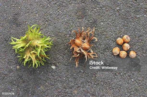 Türkische Haselnussnüsse In Phasen Stockfoto und mehr Bilder von Baum - Baum, Haselnuss, Entwicklung