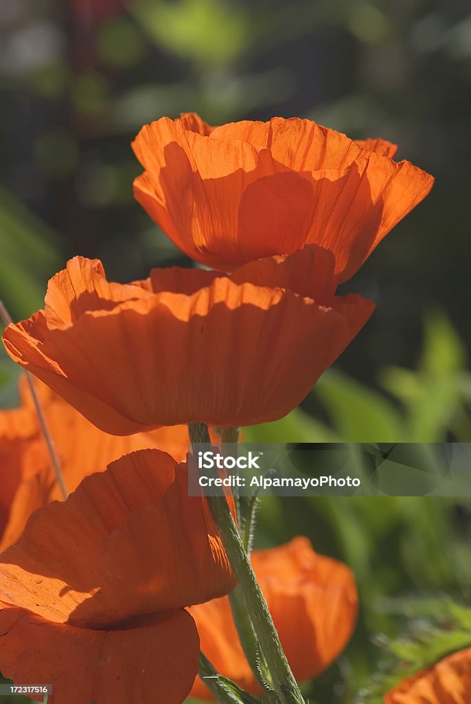 Fleurs de pavot Orange-II - Photo de Beauté libre de droits