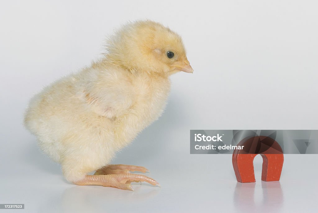 Chick Íman - Royalty-free Amarelo Foto de stock