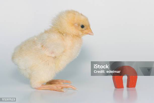 Chick Íman - Fotografias de stock e mais imagens de Amarelo - Amarelo, Animal, Branco