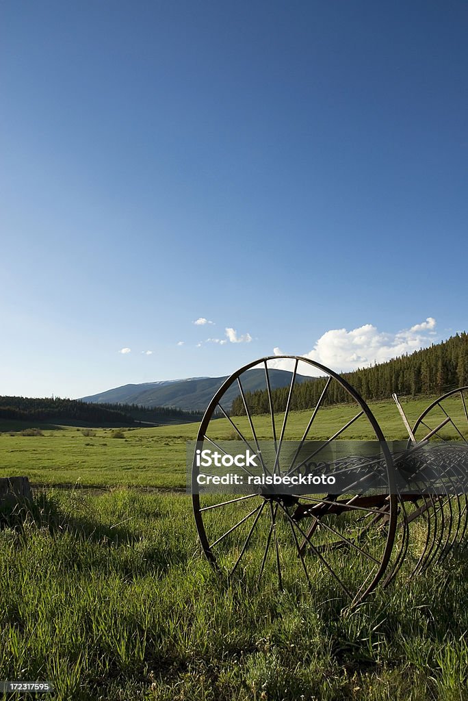 Stary Hay belownica w biały Forest National Park, Kolorado - Zbiór zdjęć royalty-free (Ameryka)