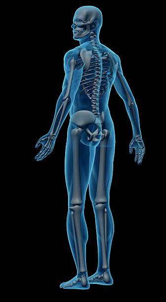 istock Human body of a man with skeleton for study 172317615