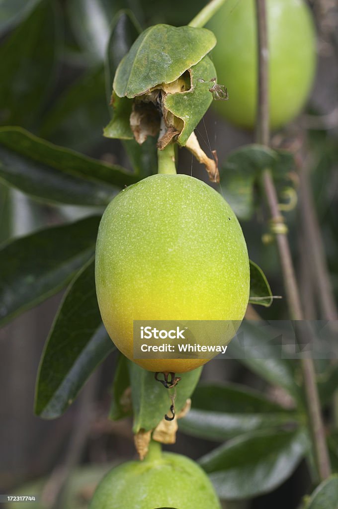 Ripening Passionsfrucht - Lizenzfrei Blatt - Pflanzenbestandteile Stock-Foto