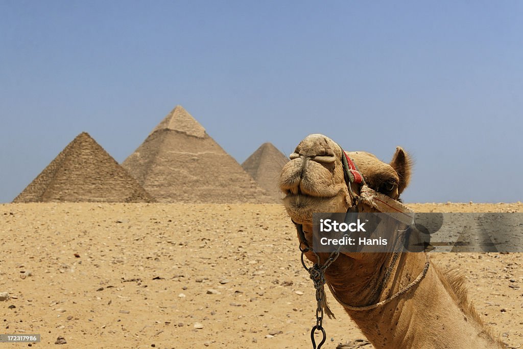 Camel et les pyramides - Photo de Adulation libre de droits