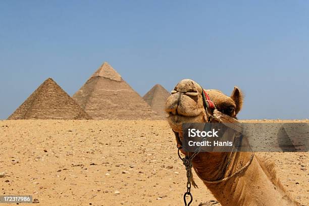 Верблюжий И Пирамиды — стоковые фотографии и другие картинки Археология - Археология, Большой, Верблюд