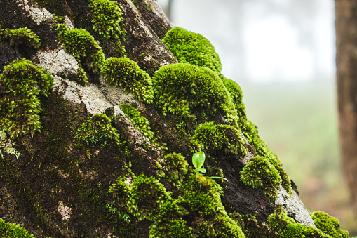 Moss has no flowers or seeds. It also has no roots, stems, or leaves to grow among trees in humid areas.