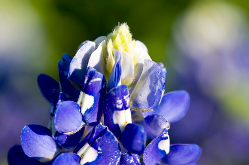 Macro of the top section of a Texas Bluebonnet.