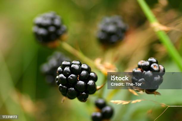 Blackberry Stock Photo - Download Image Now - Berry Fruit, Black Color, Blackberry - Fruit