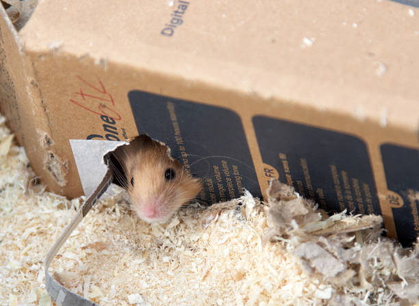 マウス、段ボール箱 - mouse cage ストックフォトと画像