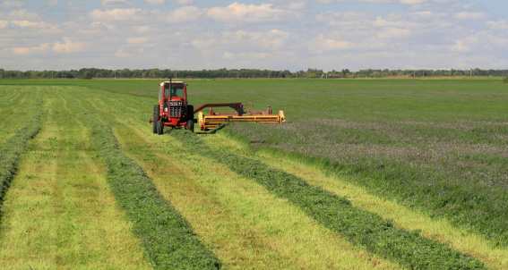 A tractor and alfalfa field.